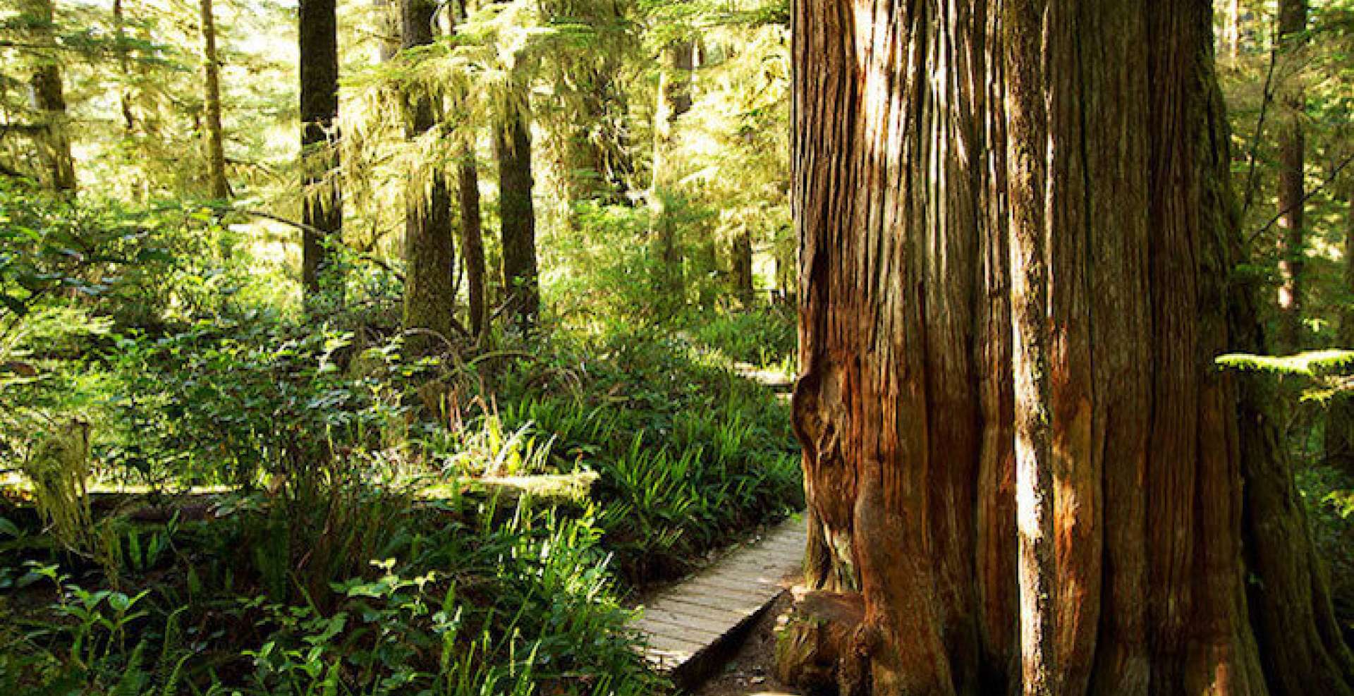 Top 10 Things to Enjoy in a Rainforest
