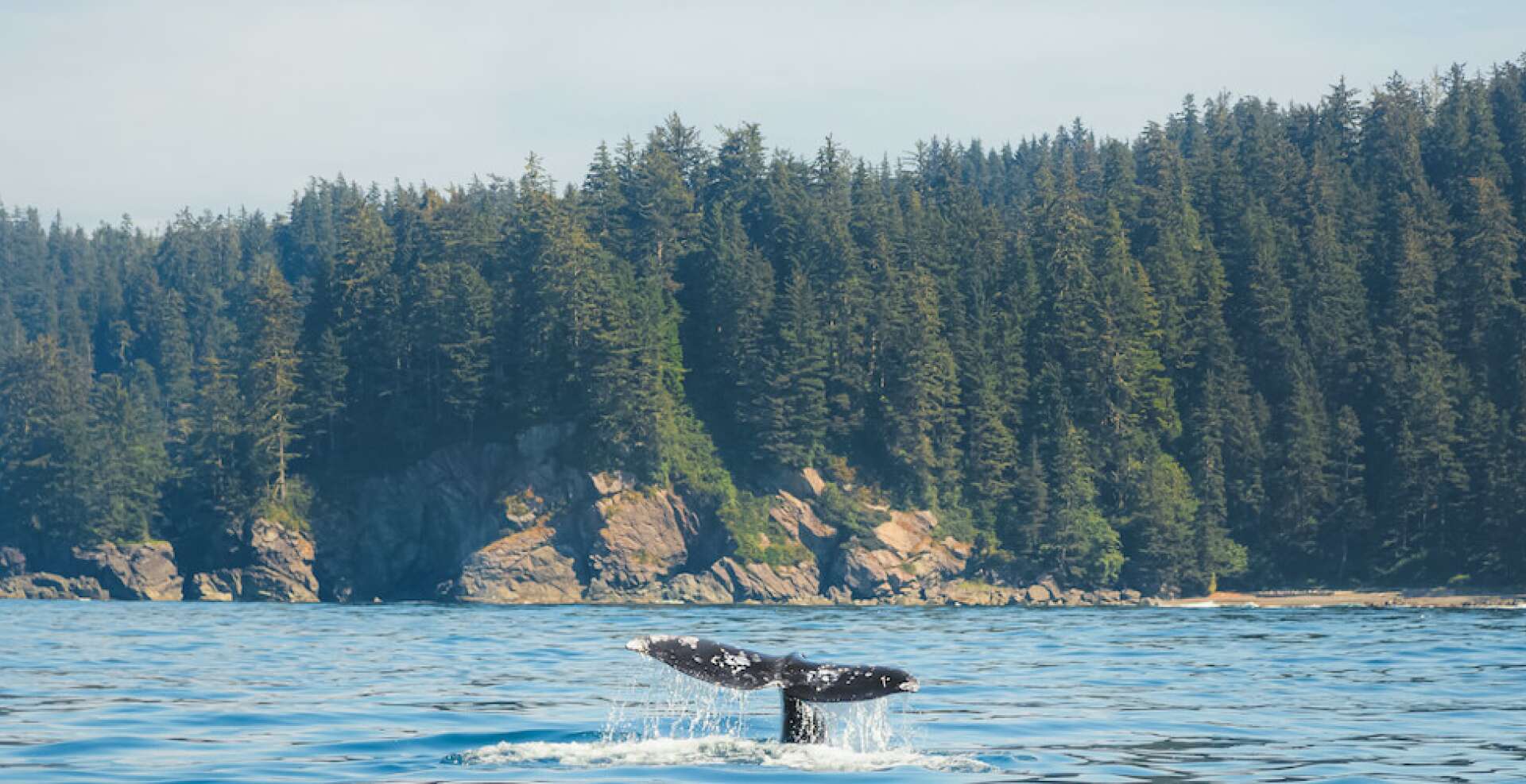 Tofino Whale Watching Guide