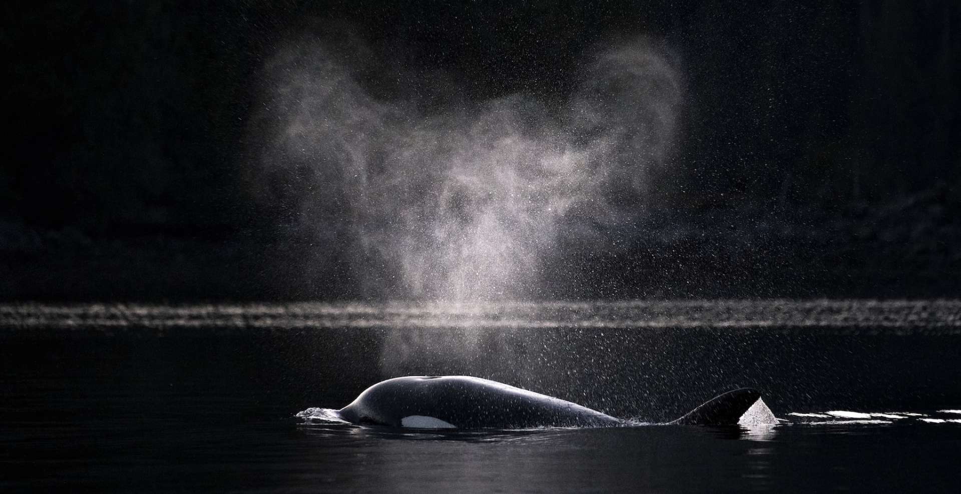 Double Your Impact: Support Sustainability in Clayoquot Sound This Holiday Season