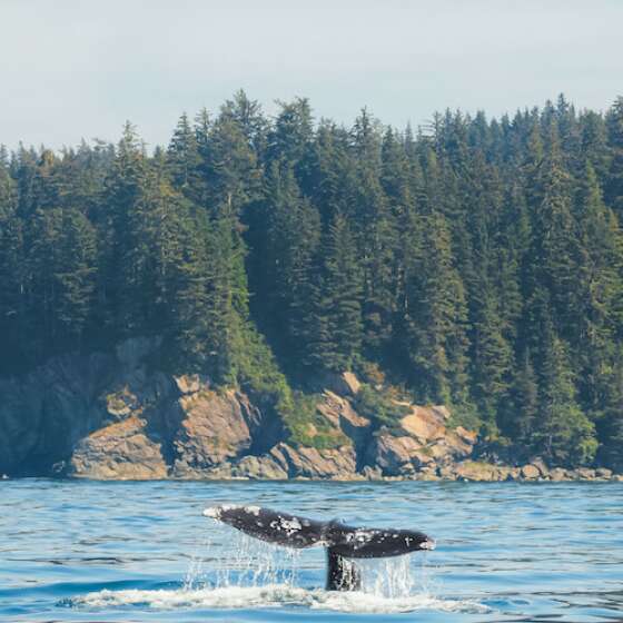 Tofino Whale Watching Guide