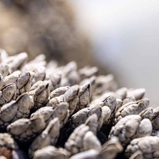 PS_Macro_Barnickle_NHendrickson_2022_3R2A5911