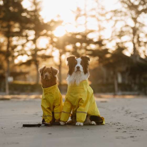The Dogs Have Spoken! Honest Reviews from Dog-Friendly Tofino - Pacific Sands Beach Resort