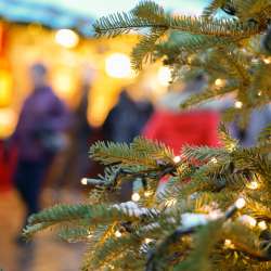Jingle Into Christmas