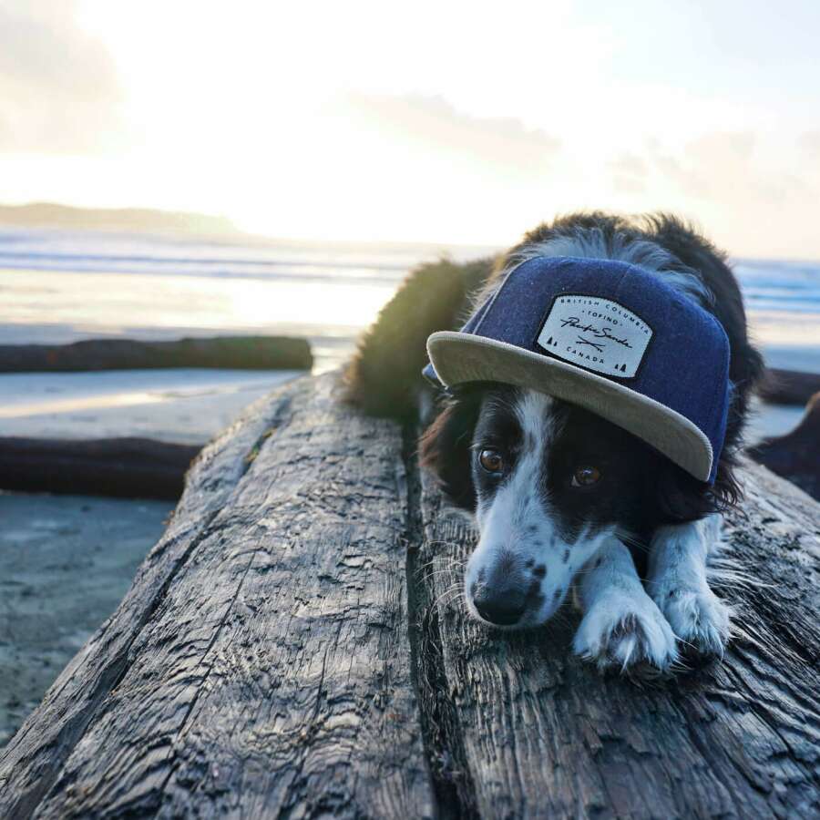 PS_Dog_BeachLog_5