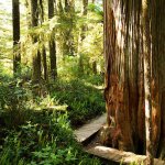 tofino hotels near the rainforest trail