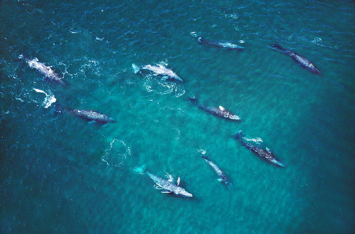 Tofino Whale Watching Guide - Pacific Sands