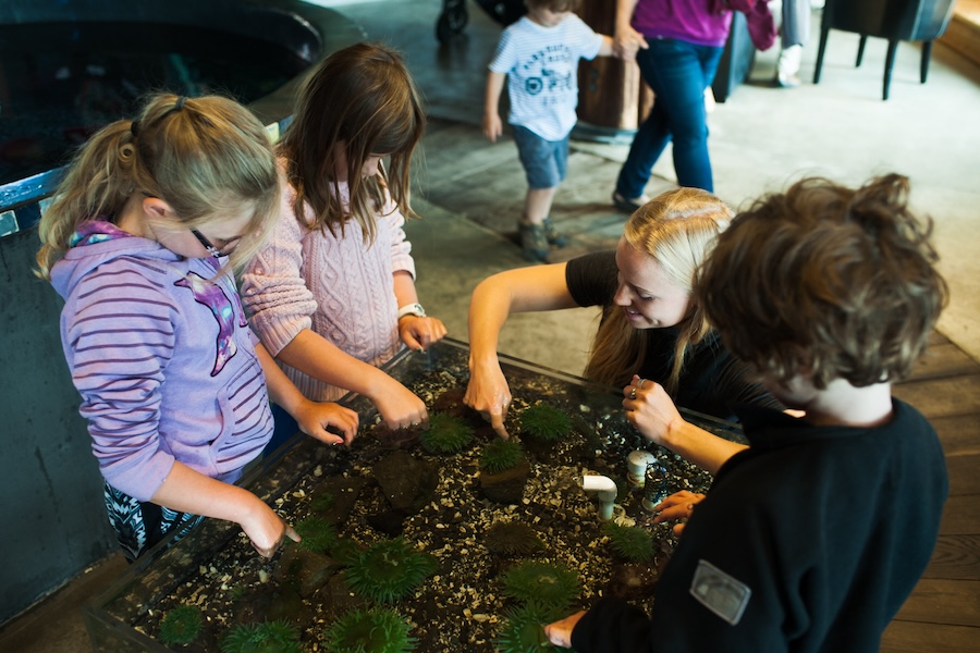 Ucluelet Aquarium touch tanks - a must do Tofino family activity during Spring Break!