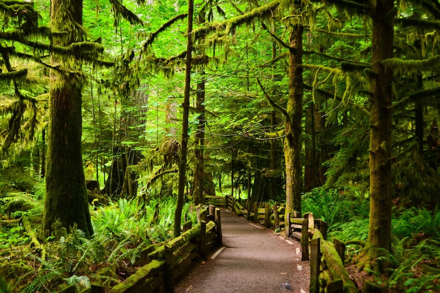 Enjoy the Drive from Nanaimo to Tofino with a stop at Cathedral Grove in MacMillan Provincial Park.