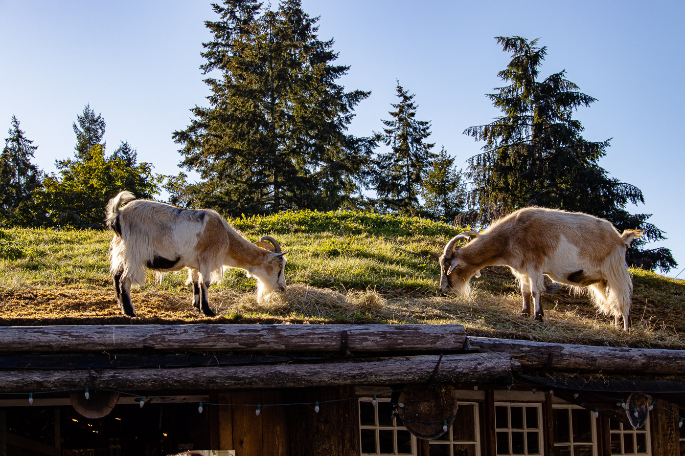 Goats on the Roof at the Coombs Country Market on Vancouver Island