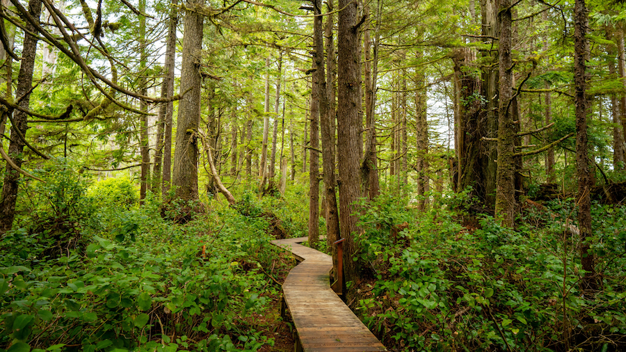 Forest Bathing at Pettinger Point in Tofino; experience a new perspective and a deep sense of calm.