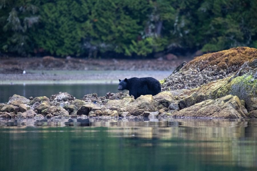 What to Do in Clayoquot Sound: 5 Ways to Play - Bear Watching Tofino - Pacific Sands Beach Resort, Tofino, BC