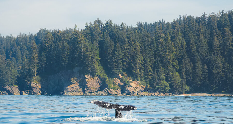 What to Do in Clayoquot Sound: 5 Ways to Play - Whale Watching Tofino - Pacific Sands Beach Resort, Tofino, BC