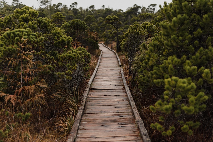 Hidden Gems to Visit in Tofino + Pacific Rim National Park: Take a short drive to Pacific Rim National Park, where Shorepine Bog Trail offers something totally different—a surreal landscape of moss, mist, and twisted trees.