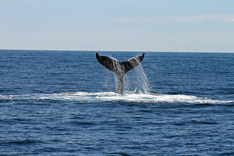 Belongs on Your 2026 Travel List - Whale Watching - Pacific Sands, Tofino BC
