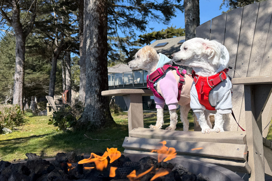 Helpful details on pet stays at Pacific Sands Beach Resort.