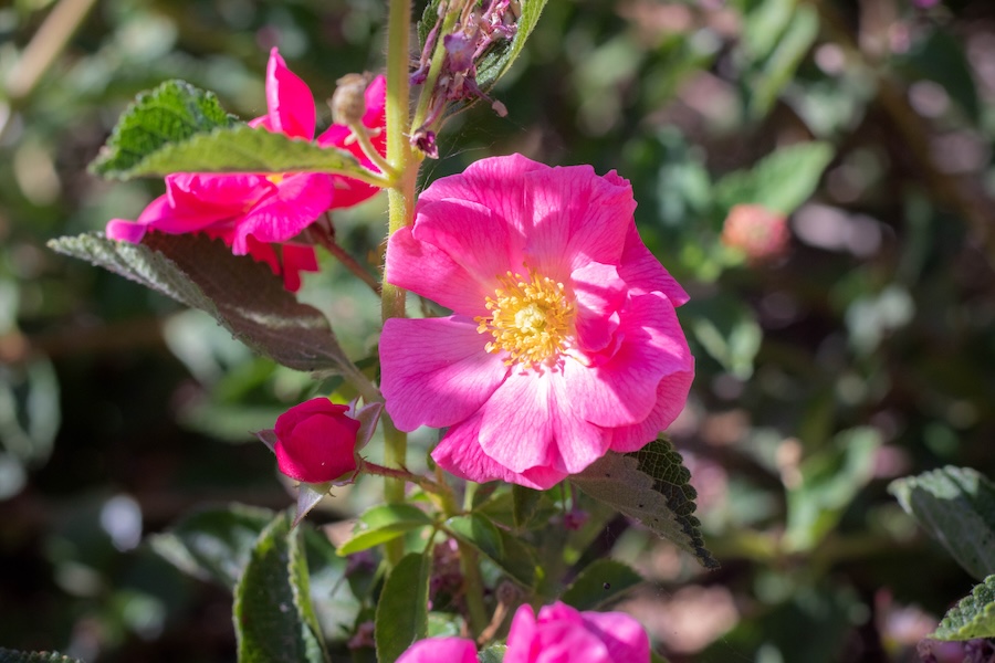 Nootka Rose - Saltrose restaurant, Tofino, BC