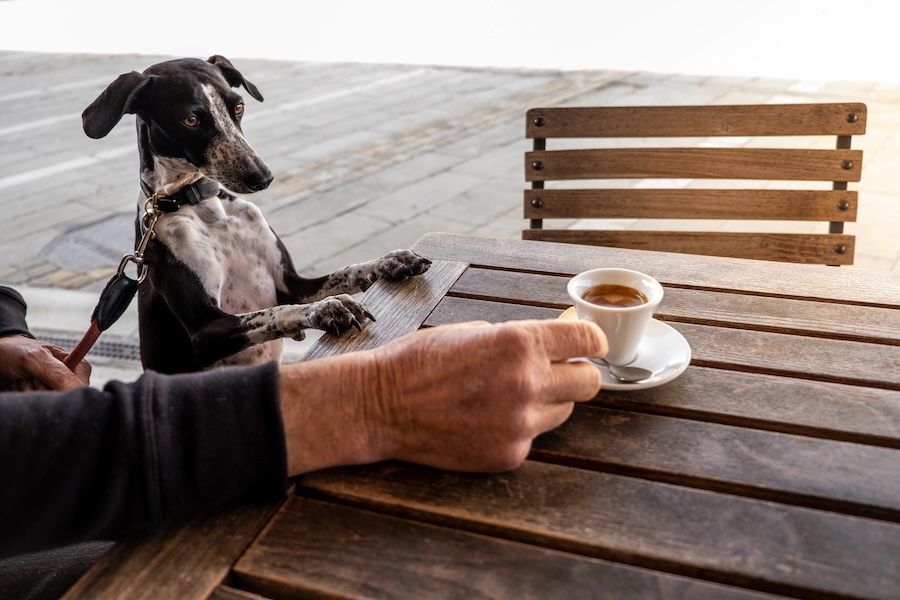 Perks for coffee crawl companions - Tofino, BC