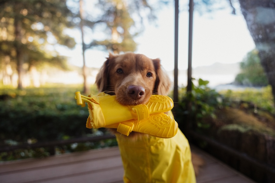 Dog-friendly Tofino x Canada Pooch - Pacific Sands Beach Resort