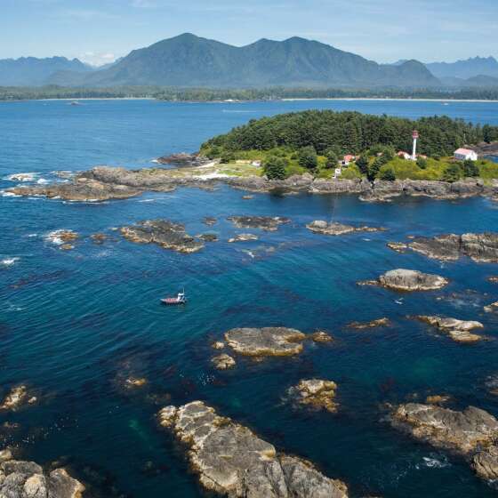 The Annual 20,000 Kilometre Commute: Whale Watching in Tofino, BC