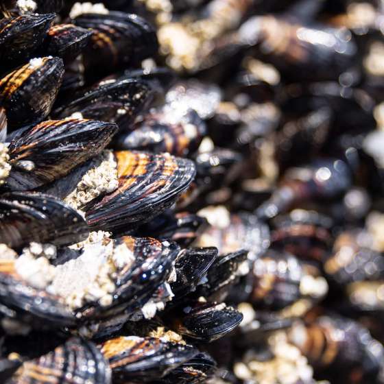 PS_Macro_Mussels_NHendrickson_2022_3R2A5883