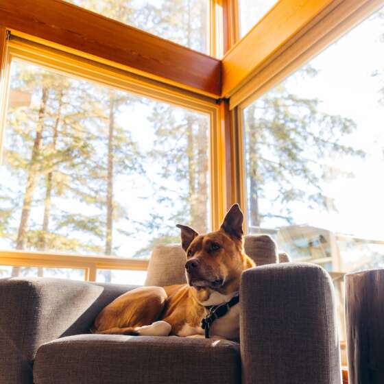 petfriendly02