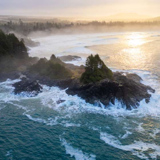 Forest Bathing at Pettinger Point: A Tofino Experience for Your Soul