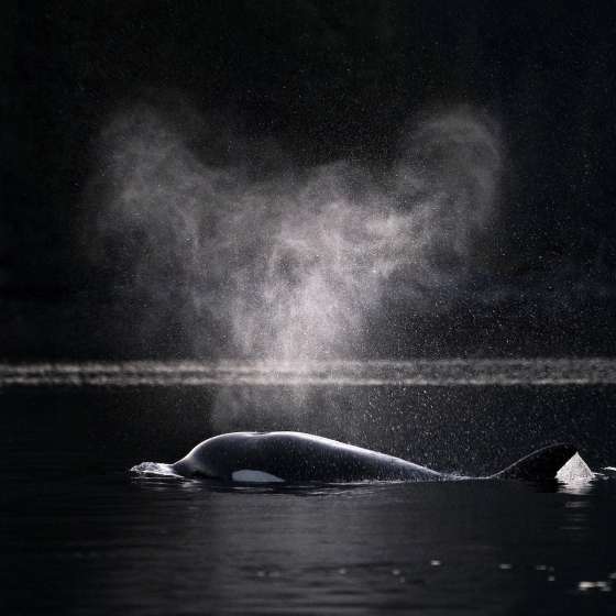 Double Your Impact: Support Sustainability in Clayoquot Sound This Holiday Season