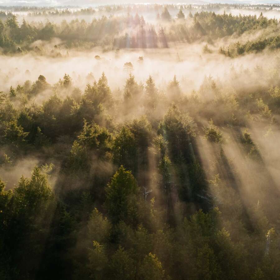 Coastal Evergreens in the Fog - We're Planting Trees with Veritree